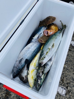 シーモンキー 釣果