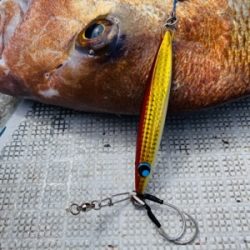 シーモンキー 釣果