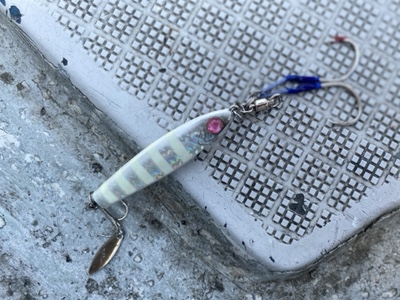 シーモンキー 釣果