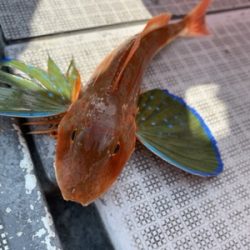 シーモンキー 釣果