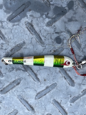 シーモンキー 釣果