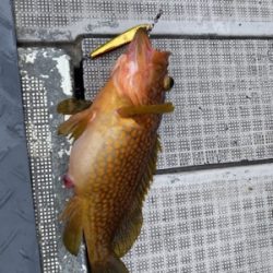 シーモンキー 釣果