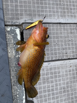 シーモンキー 釣果