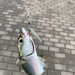 0.4号でタコを釣ってしまうＳＩＧＬＯＮ【サンライン×ジャングルジム　インプレッション】