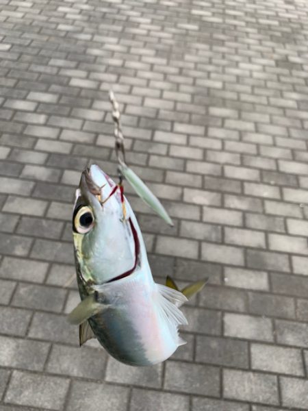 0.4号でタコを釣ってしまうＳＩＧＬＯＮ【サンライン×ジャングルジム　インプレッション】