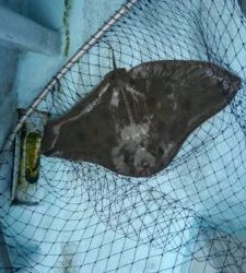 東京湾探釣隊ぼっち 釣果