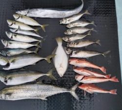 東京湾探釣隊ぼっち 釣果