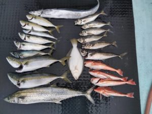 東京湾探釣隊ぼっち 釣果