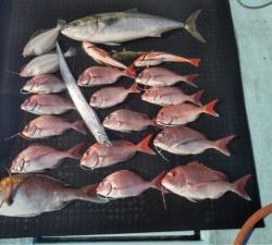 東京湾探釣隊ぼっち 釣果