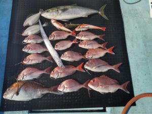 東京湾探釣隊ぼっち 釣果