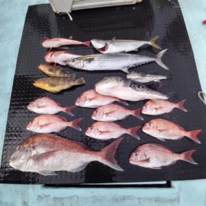 東京湾探釣隊ぼっち 釣果