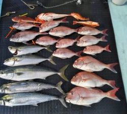 東京湾探釣隊ぼっち 釣果