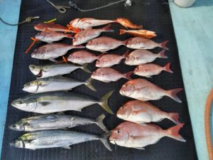 東京湾探釣隊ぼっち 釣果