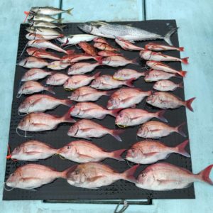 東京湾探釣隊ぼっち 釣果