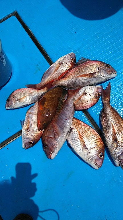 フィッシングガイド りょう 釣果