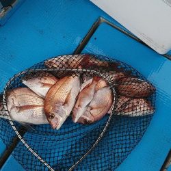 フィッシングガイド りょう 釣果