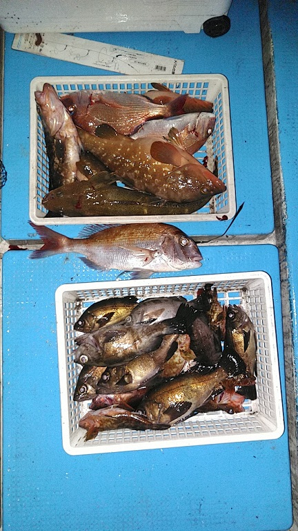 フィッシングガイド りょう 釣果