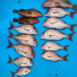 フィッシングガイド りょう 釣果