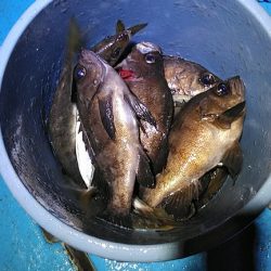 フィッシングガイド りょう 釣果