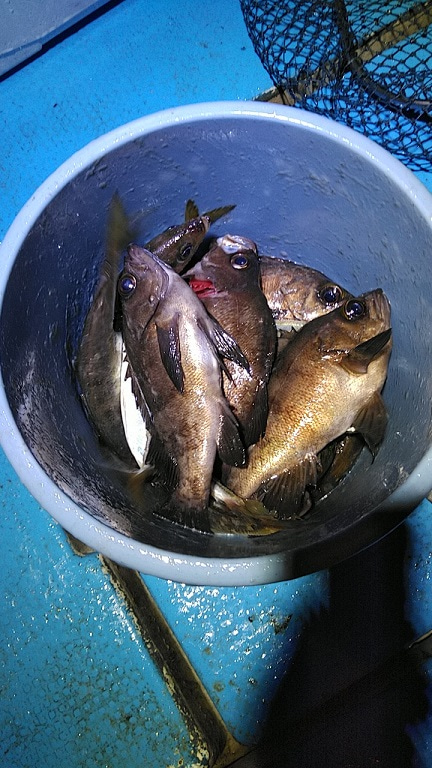 フィッシングガイド りょう 釣果