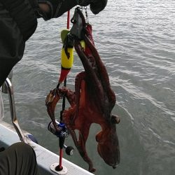 フィッシングガイド りょう 釣果