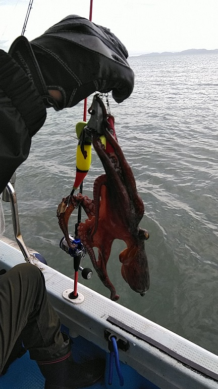 フィッシングガイド りょう 釣果