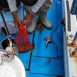 フィッシングガイド りょう 釣果
