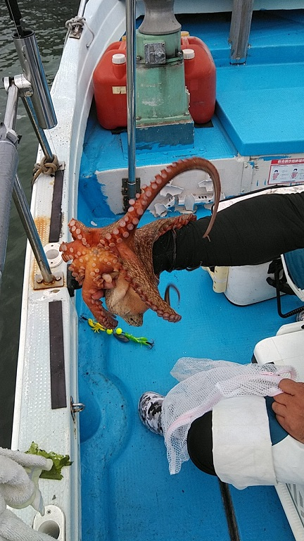 フィッシングガイド りょう 釣果