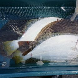 小樽港遊漁船SHAKE 釣果