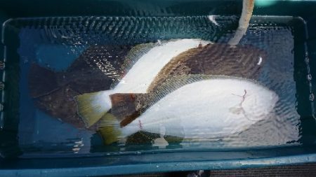 小樽港遊漁船SHAKE 釣果