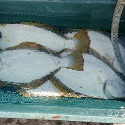 小樽港遊漁船ＳＨＡＫＥ 釣果