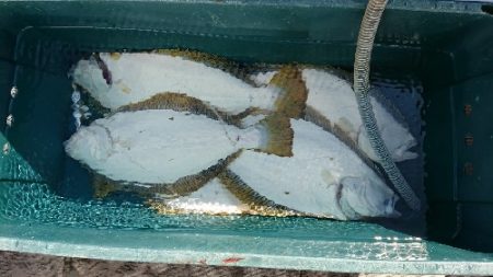 小樽港遊漁船ＳＨＡＫＥ 釣果