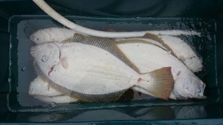 小樽港遊漁船ＳＨＡＫＥ 釣果