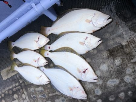 小樽港遊漁船SHAKE 釣果