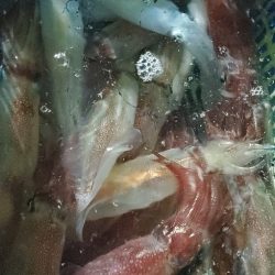 LUSTER『ラスター』 釣果