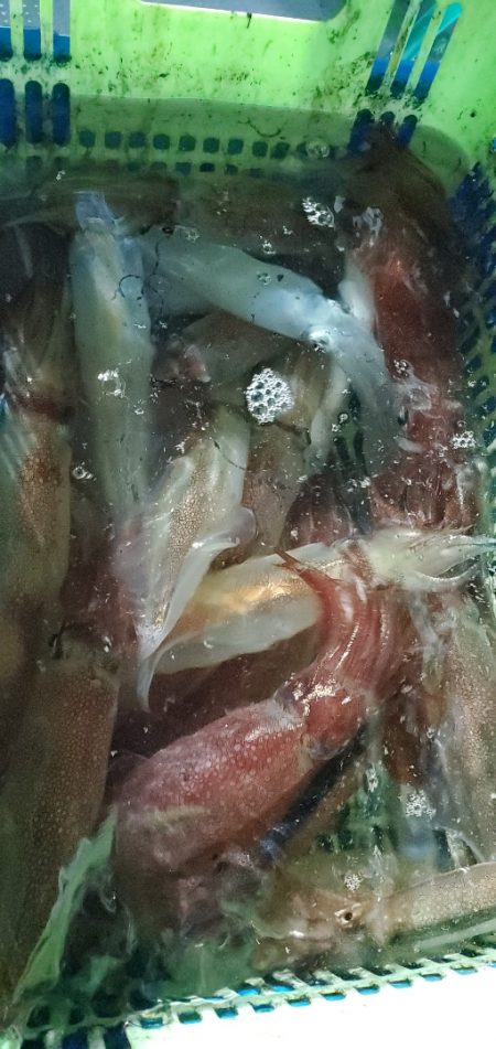 LUSTER『ラスター』 釣果