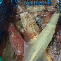 LUSTER『ラスター』 釣果