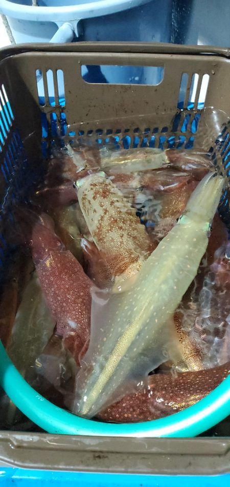 LUSTER『ラスター』 釣果