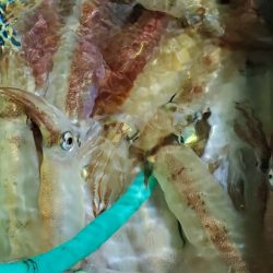 LUSTER『ラスター』 釣果