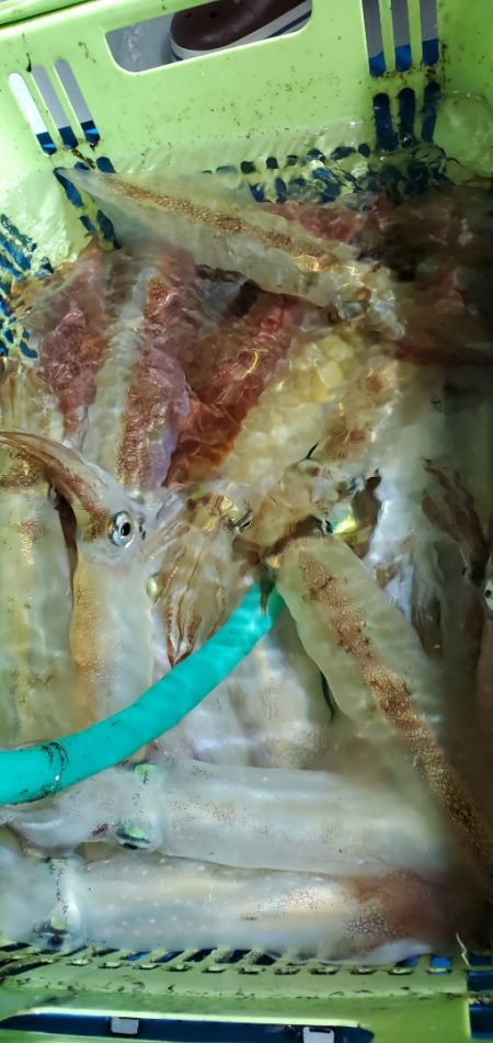 LUSTER『ラスター』 釣果