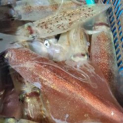 LUSTER『ラスター』 釣果