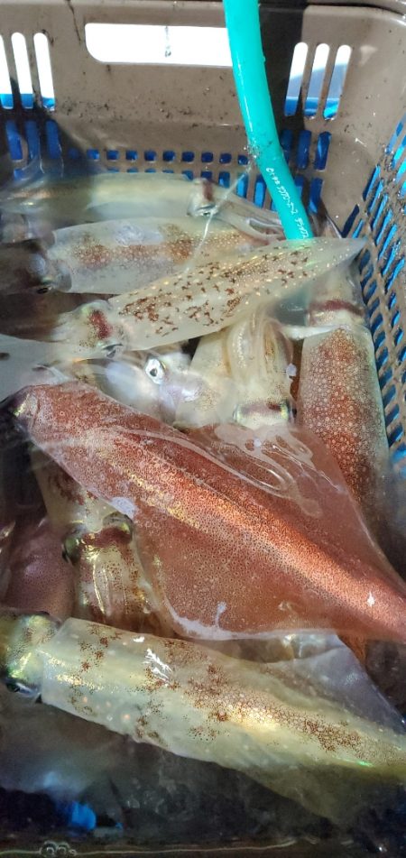 LUSTER『ラスター』 釣果