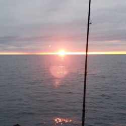 LUSTER『ラスター』 釣果