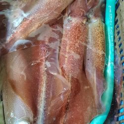 LUSTER『ラスター』 釣果