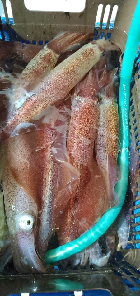 LUSTER『ラスター』 釣果