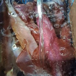 LUSTER『ラスター』 釣果