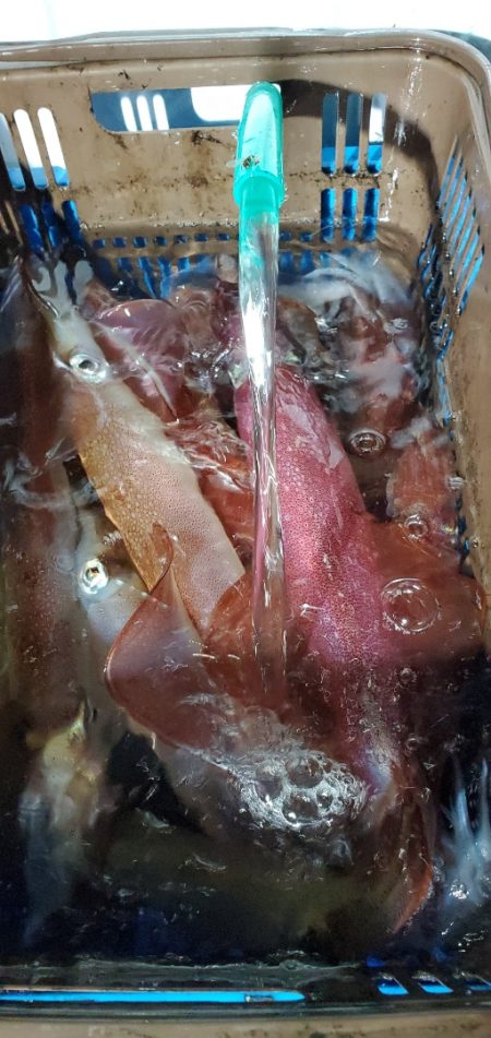 LUSTER『ラスター』 釣果