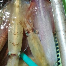 LUSTER『ラスター』 釣果