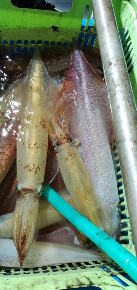 LUSTER『ラスター』 釣果