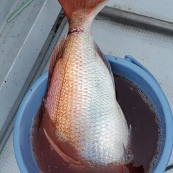 LUSTER『ラスター』 釣果